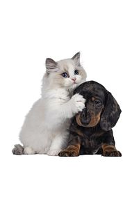 24 Adet Yedek Tüy Toplama Rulosu Bastis Tüy Toplama Rulosu Kedi Köpek Yedek Tüy Toplama ürün fotoğrafı