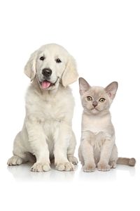 24 Adet Yedek Tüy Toplama Rulosu Bastis Tüy Toplama Rulosu Kedi Köpek Yedek Tüy Toplama ürün fotoğrafı