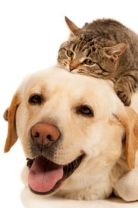 24 Adet Yedek Tüy Toplama Rulosu Bastis Tüy Toplama Rulosu Kedi Köpek Yedek Tüy Toplama ürün fotoğrafı
