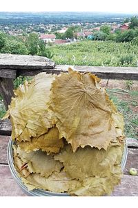 Tokat Salamura Bağ Yaprağı Ince Damarsız (DİREK SARIP PİŞİRİLİR)- 5kg'lık Bidon (İADE GARANTİLİDİR) ürün fotoğrafı