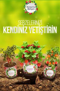 Çeri Domates Yetiştirme Kiti - Sebze Fidesi Kiti Çeri Domates Tohumu Ve Torf Seti ürün fotoğrafı