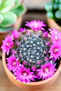 Mammillaria Wrightii 12 Ay Çiçek Açan Bol Tomurcuklu Kaktüs Sukulent ürün fotoğrafı