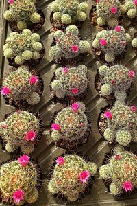 Mammillaria Wrightii 12 Ay Çiçek Açan Bol Tomurcuklu Kaktüs Sukulent ürün fotoğrafı