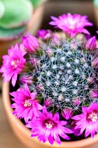 Mammillaria Wrightii 12 Ay Çiçek Açan Bol Tomurcuklu Kaktüs Sukulent ürün fotoğrafı
