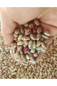 Köy Mahsulu Yerli Barbunya 1 Kg ürün fotoğrafı