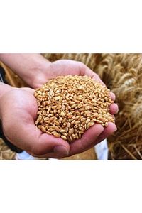 İşlenmemiş Buğday 1 kg ürün fotoğrafı
