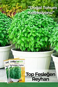 100 Adet Top Fesleğen - Top Reyhan (OCİMUM BASİLİCUM) Tohumu ürün fotoğrafı