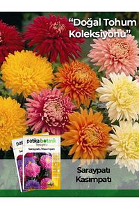 50 Adet Saray Patı (kasım Patı) Çiçek Tohumu ürün fotoğrafı