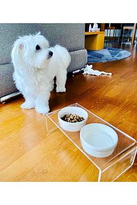 Kedi ve Köpek Dekoratif Seramik Pleksi Mama Ve Su Kabı ürün fotoğrafı