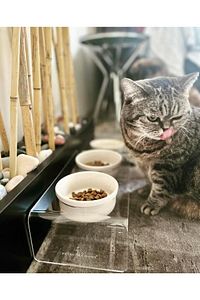 Kedi ve Köpek Dekoratif Seramik Pleksi Mama Ve Su Kabı ürün fotoğrafı