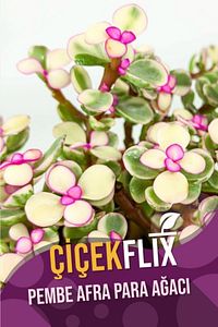 Alacalı Pembe Çiçek Açan Afra Para Ağacı Mini Boy 5.5 cm /şuan Çiceksizdir ürün fotoğrafı