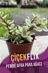 Alacalı Pembe Çiçek Açan Afra Para Ağacı Mini Boy 5.5 cm /şuan Çiceksizdir ürün fotoğrafı