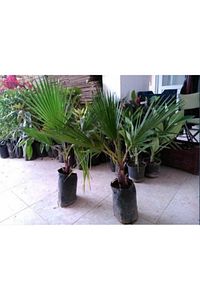 Palmiye Fidanı Waşhingtonia 40-50 cm ürün fotoğrafı
