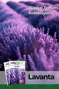 100 Adet Lavanta (LAVANDULA) Çiçek Tohumu ürün fotoğrafı