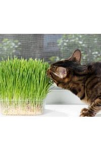 Organik Kedi Çimi Seti Seti Torf,yetıstırme Kabı, Bugday ürün fotoğrafı