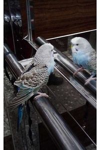 Muhabbet Kuşu Tasması Cennet Papağanı Tasması (SİYAH) ürün fotoğrafı