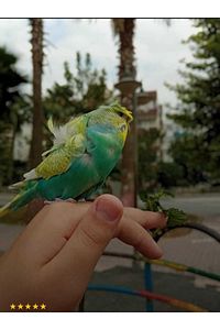 Muhabbet Kuşu Tasması Cennet Papağanı Tasması (SİYAH) ürün fotoğrafı