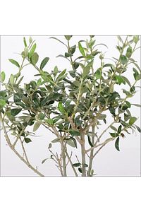 Tijli Zeytin Ağacı (80-100 CM) ürün fotoğrafı