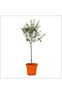 Tijli Zeytin Ağacı (80-100 CM) ürün fotoğrafı