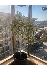 Tijli Zeytin Ağacı (80-100 CM) ürün fotoğrafı