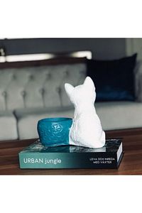 Saksılı Kedi Biblosu ürün fotoğrafı