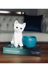 Saksılı Kedi Biblosu ürün fotoğrafı