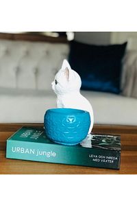 Saksılı Kedi Biblosu ürün fotoğrafı