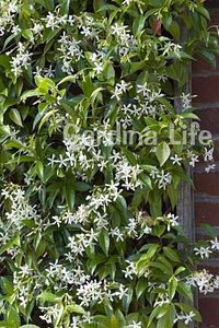Sarmaşık Seti Mandevilla Çiçeği - Arap Yasemini Fidanı Kokulu ( Rhyncospermum Jasminoides ) ürün fotoğrafı