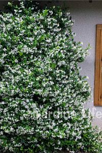 Sarmaşık Seti Mandevilla Çiçeği - Arap Yasemini Fidanı Kokulu ( Rhyncospermum Jasminoides ) ürün fotoğrafı