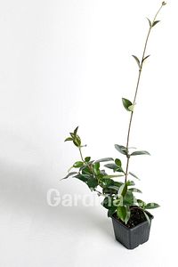 Sarmaşık Seti Mandevilla Çiçeği - Arap Yasemini Fidanı Kokulu ( Rhyncospermum Jasminoides ) ürün fotoğrafı