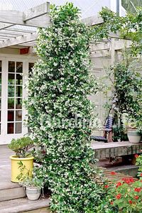 Sarmaşık Seti Mandevilla Çiçeği - Arap Yasemini Fidanı Kokulu ( Rhyncospermum Jasminoides ) ürün fotoğrafı