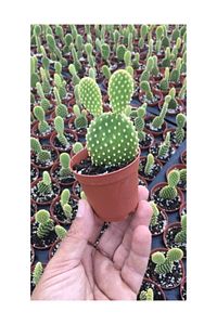 Tavşan Kulağu Kaktüs Altın Renk - Opuntia Microdasys Albata Kaktüs Sukulenet ürün fotoğrafı