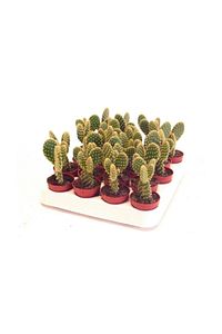 Tavşan Kulağu Kaktüs Altın Renk - Opuntia Microdasys Albata Kaktüs Sukulenet ürün fotoğrafı
