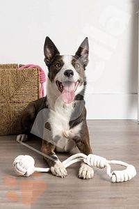 Köpek Oyuncağı Köpek Kemirme Oyuncağı Köpek Çekme Oyuncağı Halat Isırma Oyuncağı Diş Ipi Büyük Boy ürün fotoğrafı