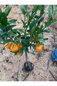 Mandalina Fidanı (MEYVELİ) Tatlı Mandalina Fidanı 2-3 Yaş 130-160 Cm ürün fotoğrafı