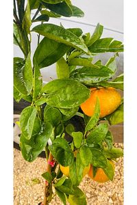 Mandalina Fidanı (MEYVELİ) Tatlı Mandalina Fidanı 2-3 Yaş 130-160 Cm ürün fotoğrafı