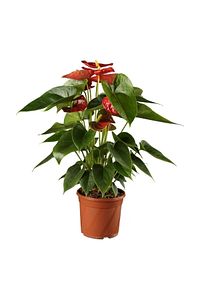 Antoryum Çiçeği Filamingo Çiçeği Anthurium Red Winner Ev Bitkisi Ofis Bitkisi Salon Bitkisi ürün fotoğrafı