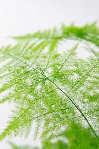 Asparagus Setaceus - Kuşkonmaz Mini - Ev Ofis Salon Iç Mekan Bitkisi - 20 cm ürün fotoğrafı