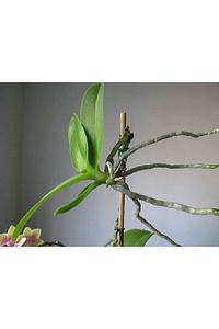 Keiki Macunu 1,5 gr ürün fotoğrafı