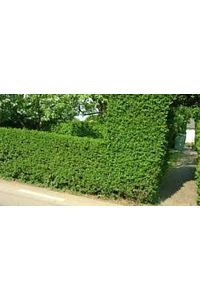 Ligustrum Kurtbağrı 10 Adet - Çit Bitkisi ürün fotoğrafı