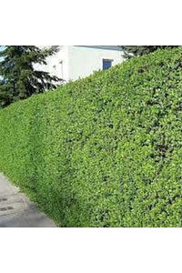 Ligustrum Kurtbağrı 10 Adet - Çit Bitkisi ürün fotoğrafı