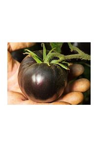 Siyah Domates Tohumu 5 Adet Tohum Black Tomato ürün fotoğrafı