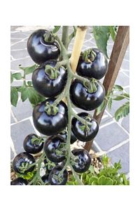 Siyah Domates Tohumu 5 Adet Tohum Black Tomato ürün fotoğrafı
