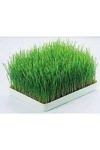 Doğal Tahıl Çimi Tohumları Arpa-buğday-yulaf Tohum Çimi Seti 250'şer Gram Toplam 750 Gram Tohum ürün fotoğrafı