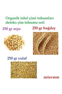 Doğal Tahıl Çimi Tohumları Arpa-buğday-yulaf Tohum Çimi Seti 250'şer Gram Toplam 750 Gram Tohum ürün fotoğrafı