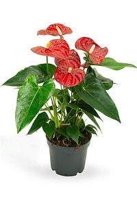 Anthurium Andraeanum Red - Kırmızı Antoryum Flamingo Çiçeği Iç Mekan Salon Bitkisi ürün fotoğrafı