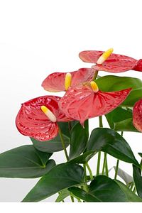 Anthurium Andraeanum Red - Kırmızı Antoryum Flamingo Çiçeği Iç Mekan Salon Bitkisi ürün fotoğrafı