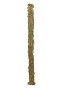 Bitki Destek Çubuğu 140cm Yosun Sopası ürün fotoğrafı