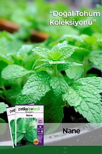 100 Adet Nane (MENTHA) Çiçek Tohumu ürün fotoğrafı
