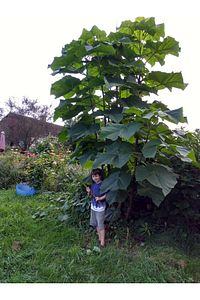 Pavlonya Fidanı - Paulownia (Çin Kavağı) 20-40 cm ürün fotoğrafı